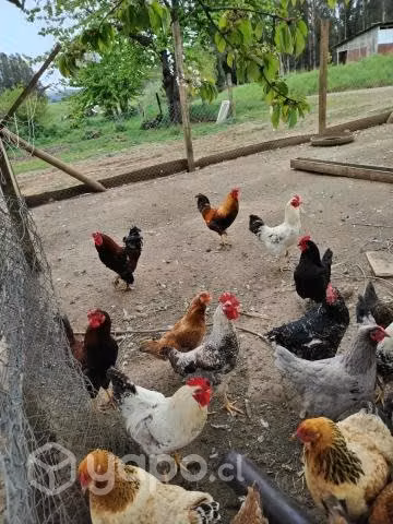 Gallos