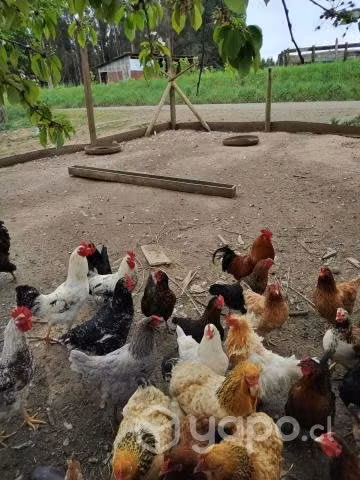 Gallos - Imagen 2