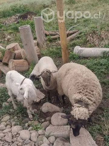 Corderos,  los tres juntos
