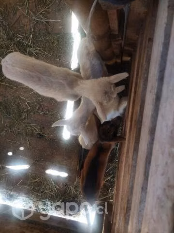 Cabras