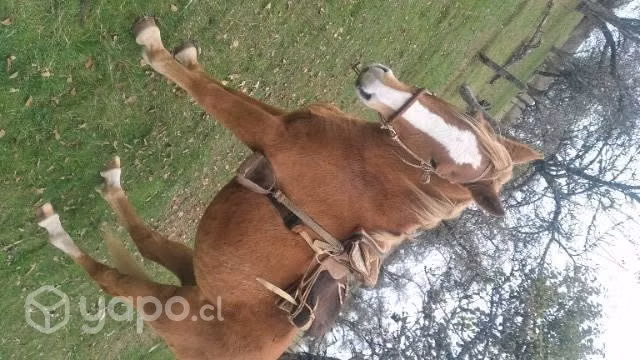 Caballo