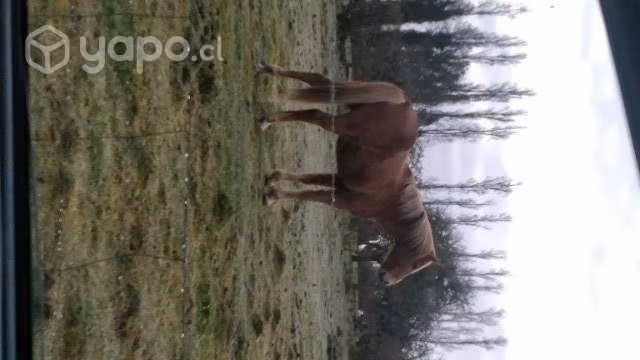 Caballo