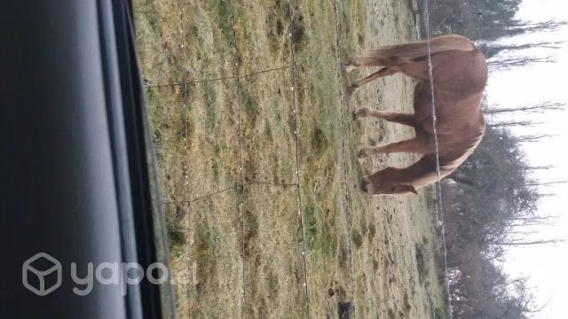 Caballo
