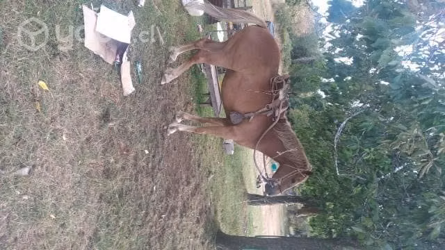Caballo