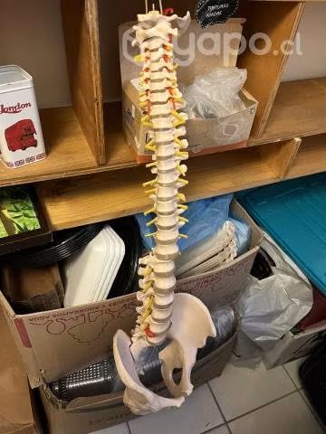 Columna vertebral y oidos