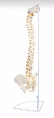 Columna vertebral y oidos