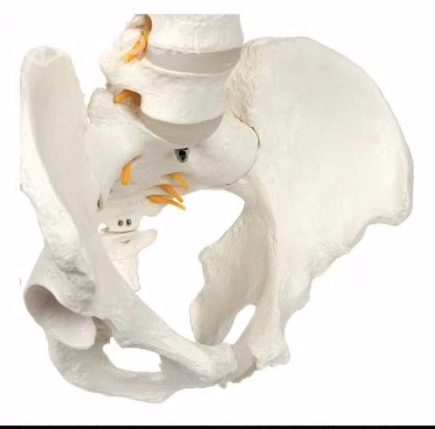 Columna vertebral y oidos