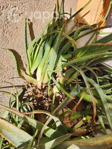 Aloe vera