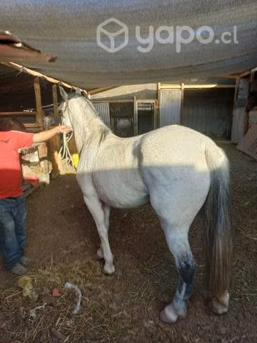yegua paria