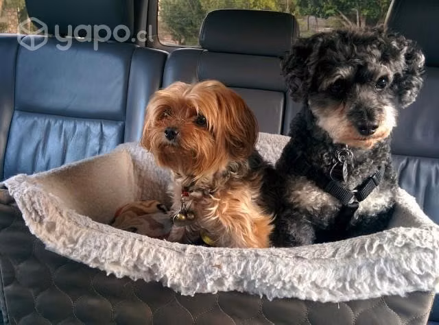 Transporte de mascotas