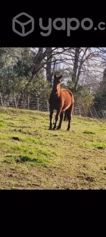 yegua preñada