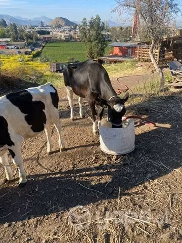 Vaquilla de año y torete de 8 meses - Imagen 4