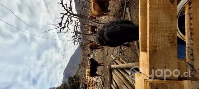 Vacunos