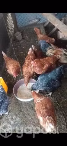 Gallina