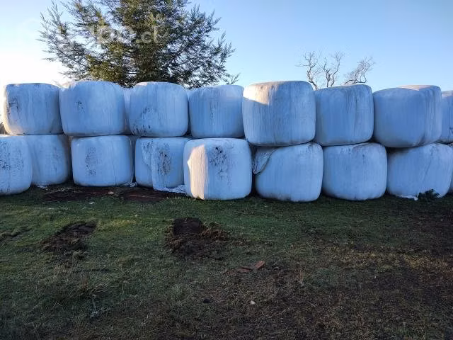 Bolos de silo