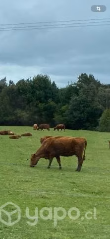 Vacas
