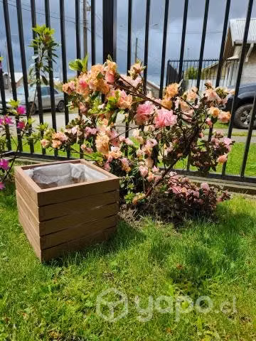 Azaleas con macetero de madera incluido