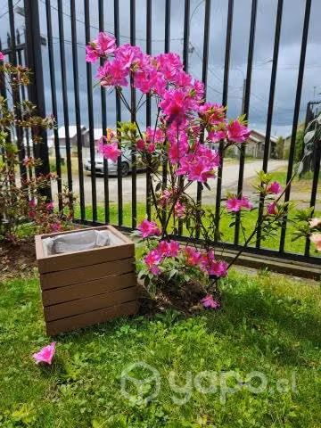 Azaleas con macetero de madera incluido