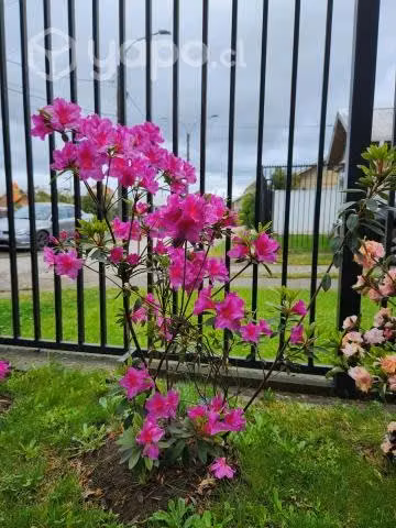 Azaleas con macetero de madera incluido