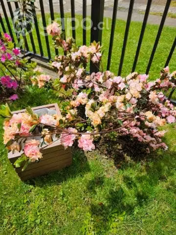 Azaleas con macetero de madera incluido