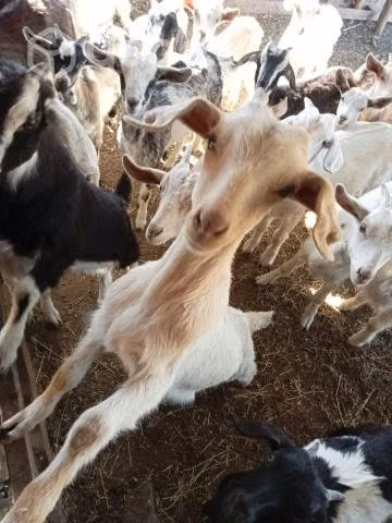 Cabras