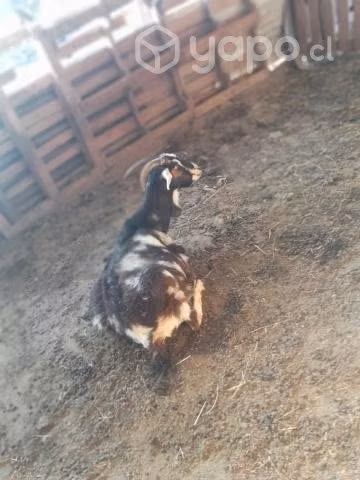 Cabras - Imagen 5