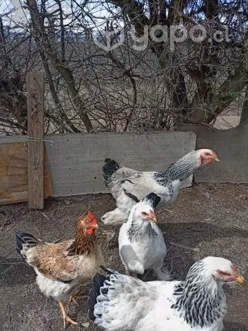 Lote de Gallos brama - Imagen 3