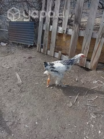 Lote de Gallos brama - Imagen 2