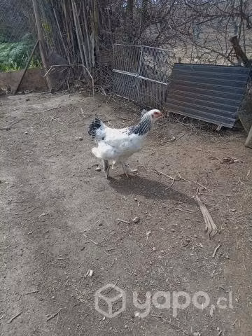 Lote de Gallos brama