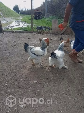 Lote de Gallos brama - Imagen 6