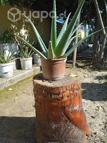 Aloe vera