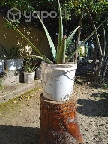 Aloe vera - Imagen 2
