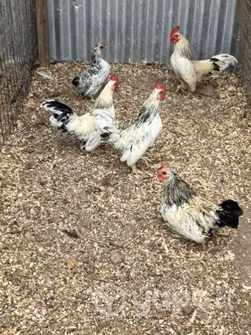 Pollos kiri kikos