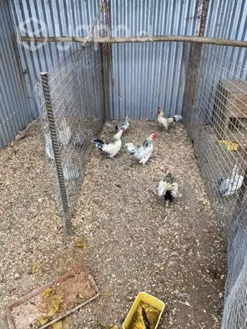 Pollos kiri kikos - Imagen 2