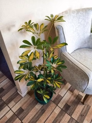 Planta cheflera