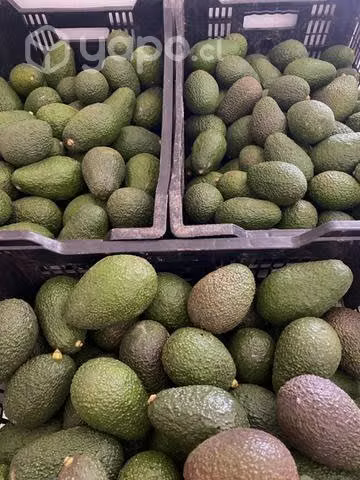 Palta Hass - Imagen 3