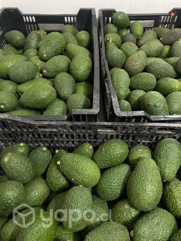 Palta Hass - Imagen 2