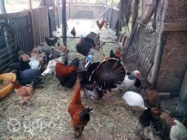 Gallinas faenadas