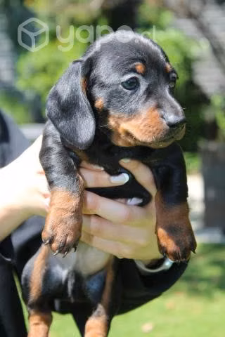 Cachorros salchicha mini