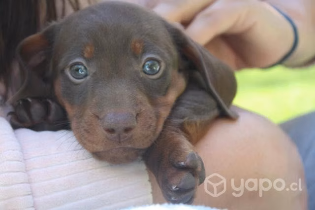 Cachorros salchicha mini