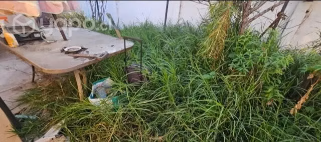 Retiros de cachureos y limpieza de patios