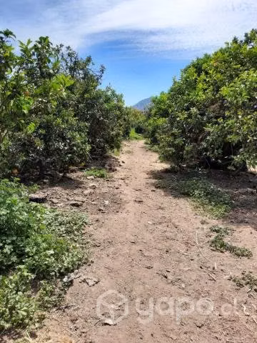 Se vende terreno agrícola
