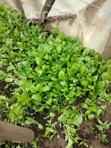 Plantas de acelga