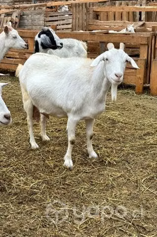 Cabras produciendo - Imagen 2