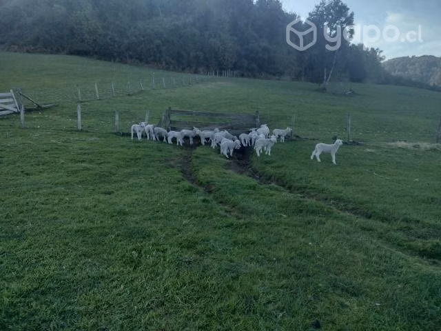 Corderitos