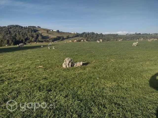 Corderitos