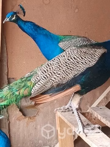 pavo