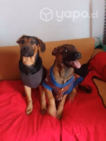 Adopcion para july y frank