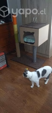 Rascador de gatos