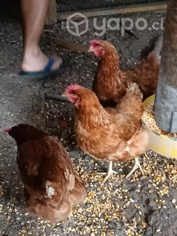 Gallinas ponedora